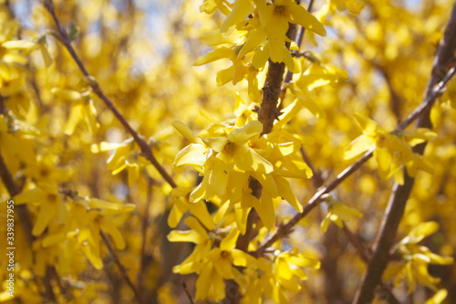 Forsythia branch with many yellow flowers on a sunny day on springtime 