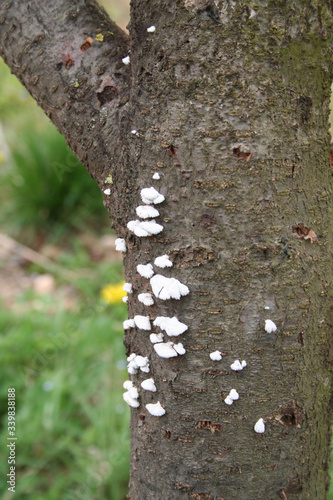 White small mushrooms on a dead tree trunk in the garden 