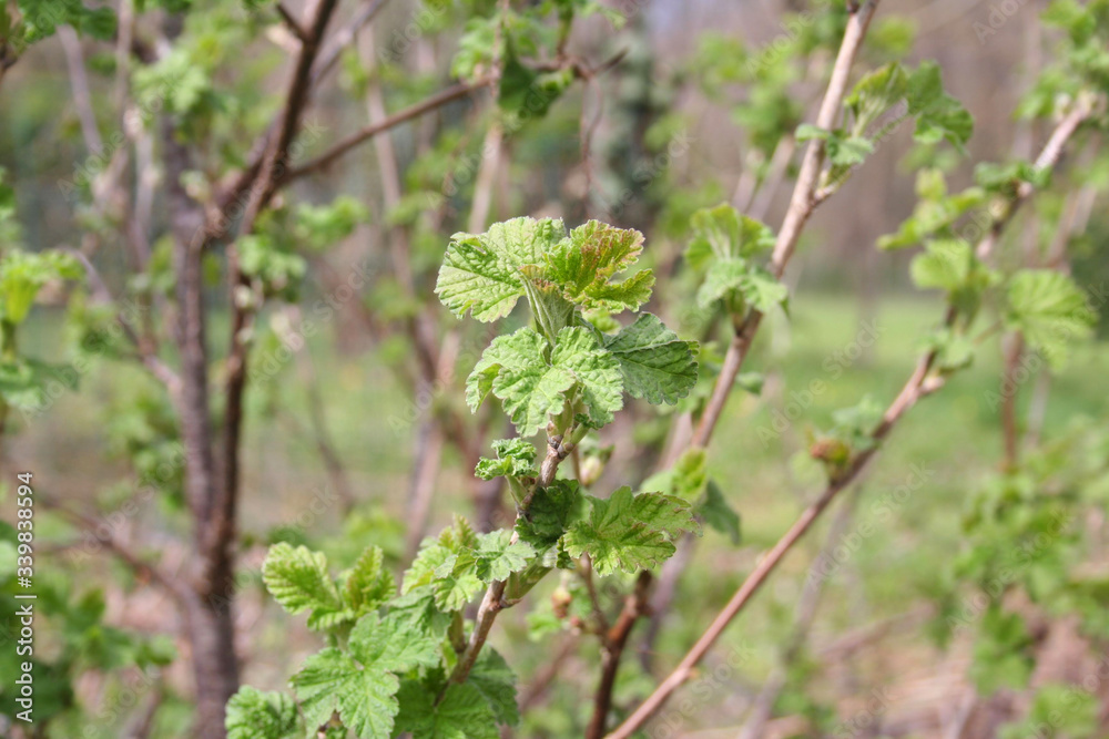 Naklejka premium Red currant shrub with new fresh green leaves on springtime. Ribes bush in the garden 