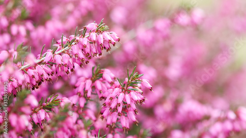 Pink Erica carnea flowers (winter Heath) in the garden in early spring