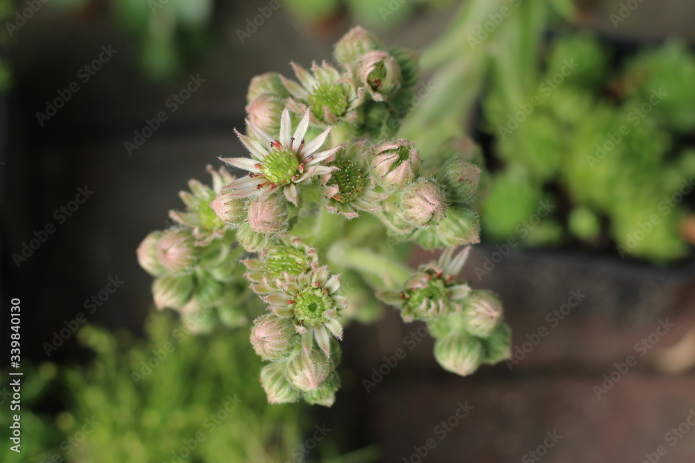 Rojnik murowy Sempervivum tectorum Rojnik murowy Sempervivum tectorum