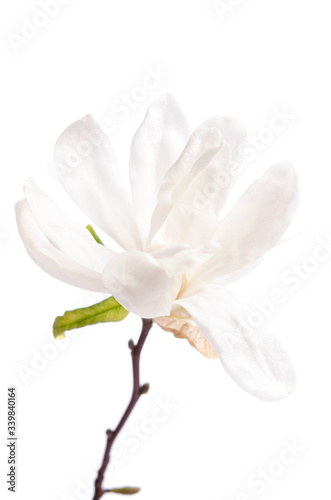 Beautiful delicate white magnolia with dew drops close up isolated on white background