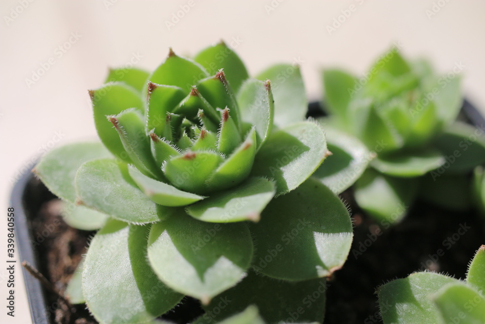 Rojnik murowy Sempervivum tectorum Rojnik murowy Sempervivum tectorum