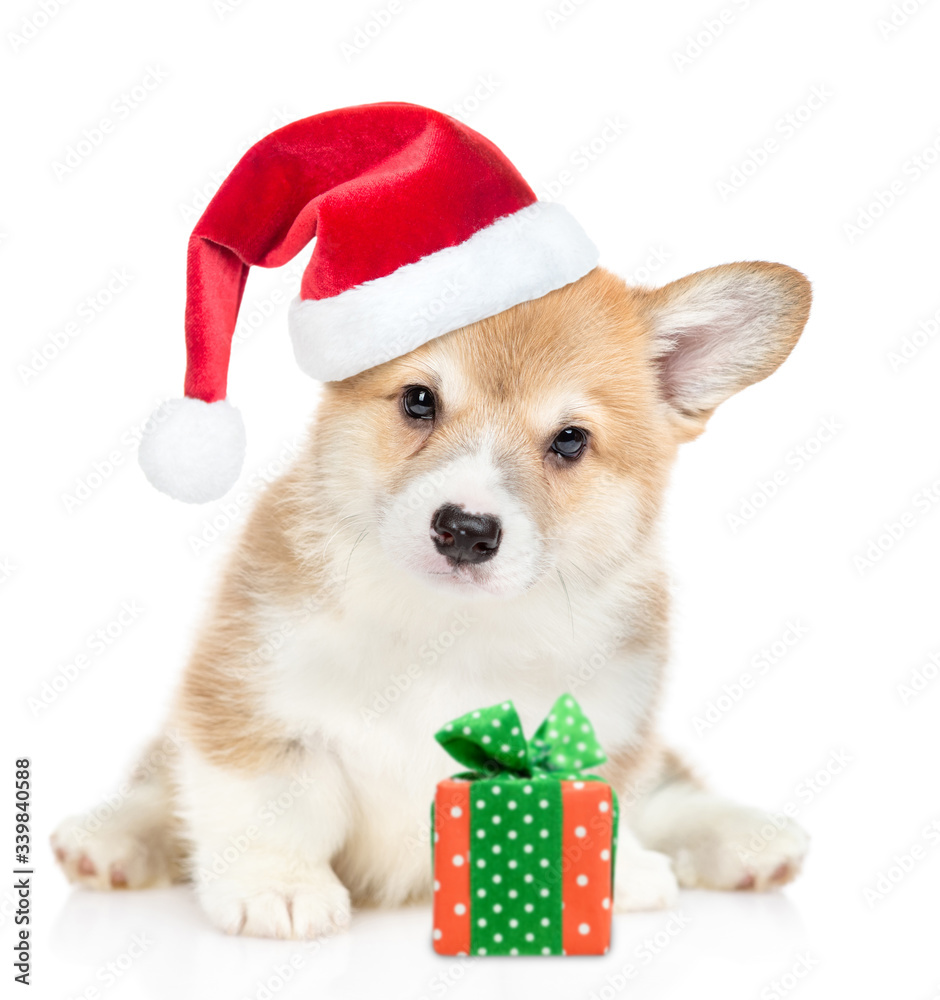 corgi in hat