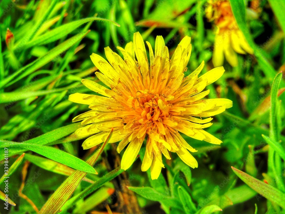 yellow dandelion flower yellow dandelion flower