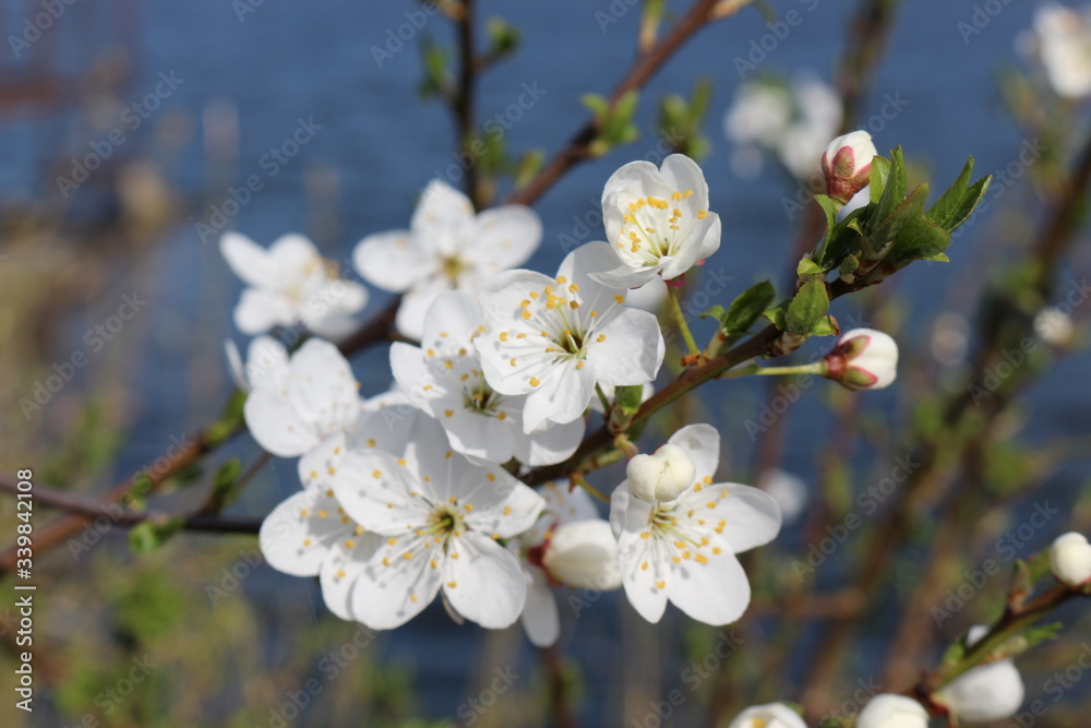 
Snow-white flowers bloomed on cherry plum in early spring