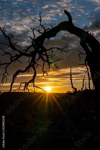 Sonnenaufgang mit abgestorbenem Baum