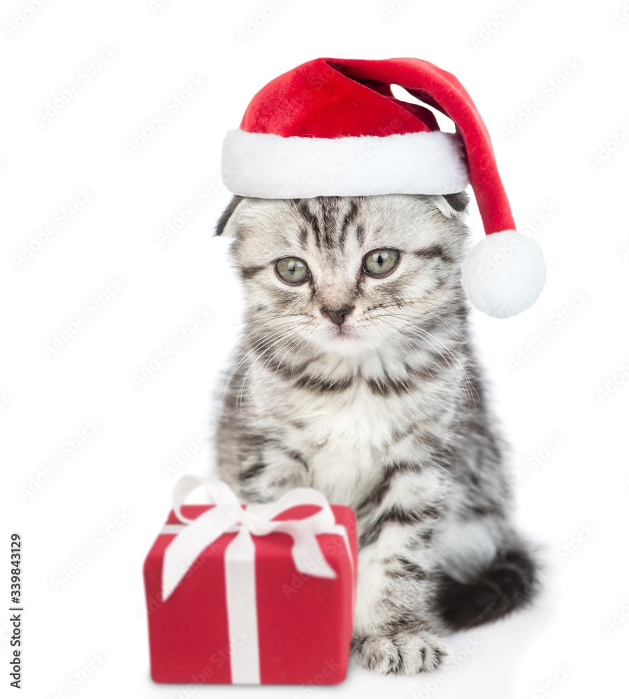 Tabby kitten wearing a red christmas hat sits with gift box. isolated on white background Tabby kitten wearing a red christmas hat sits with gift box. isolated on white background