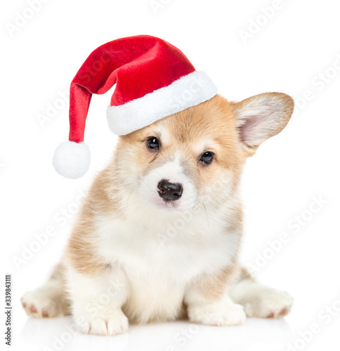 Pembroke Welsh Corgi puppy wearing a red christmas hat sits in front view and looks at camera. isolated on white background