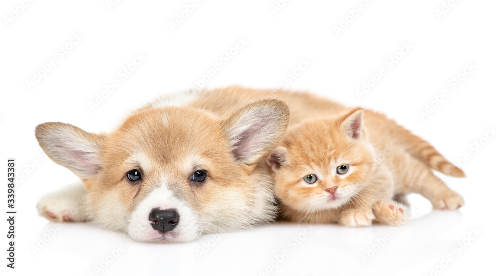 Pembroke welsh corgi puppy and tiny kitten lie together and look at camera together. isolated on white background
