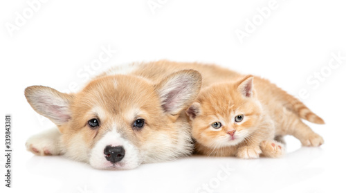 Pembroke welsh corgi puppy and tiny kitten lie together and look at camera together. isolated on white background