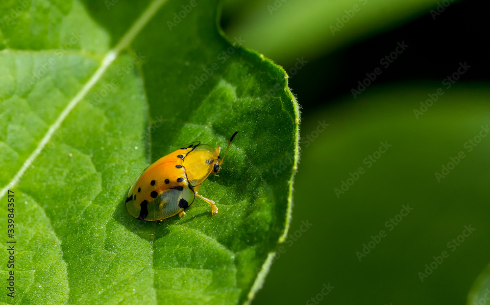 Naklejka premium ladybug on leaf