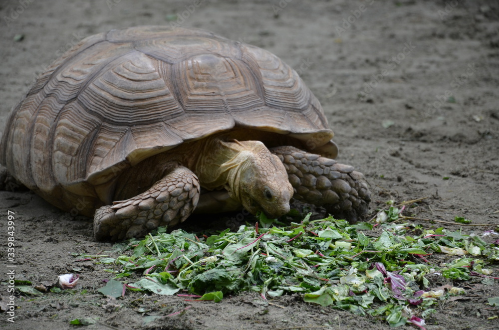 Obraz premium turtle on the ground