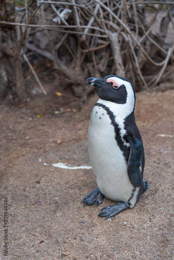 Fototapeta premium A single African Penguin stay after swimming to go dry at the Penguin colony at Boulders Beach, Capetown.