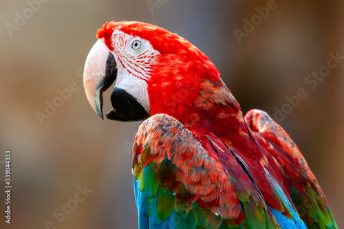 Fotografija Tête de ara à ailes vertes en gros plan