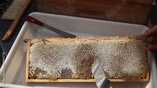 Récolte du miel - désoperculer un cadre de miel photo