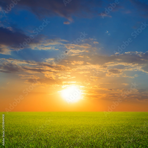 green spring ear field at the dramatic sunset, outdoor agricultural landscape