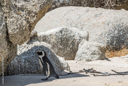 A single African Penguin stay after swimming at a rock to go dry, Boulders Beach, Simonstown, South Africa