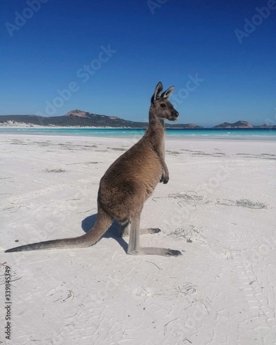 Wallaby, Espérance, Australie photo