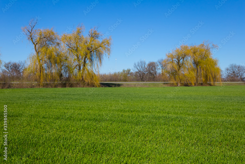green rural field with trees at the bright spring day