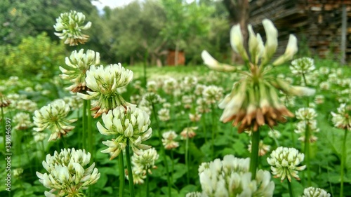 green grass and flowers