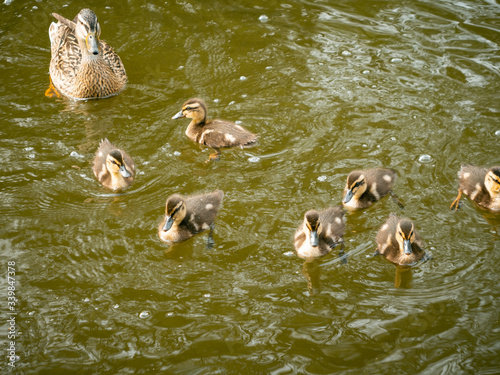 Family of Mallard ducklings on water with their mum. Very small and cute brown ducks. Feathers, brown, swimming.  © Harrison
