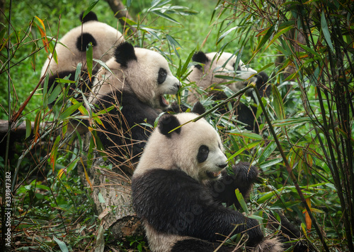 Fototapeta Naklejka Na Ścianę i Meble -  Giant panda bears eating bamboo