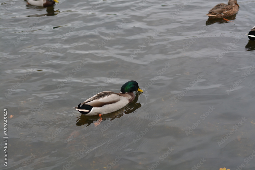 Duck. Duck.