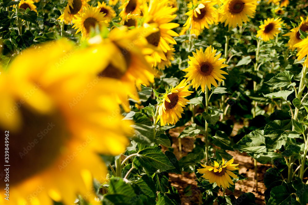 sunflower in the field sunflower in the field