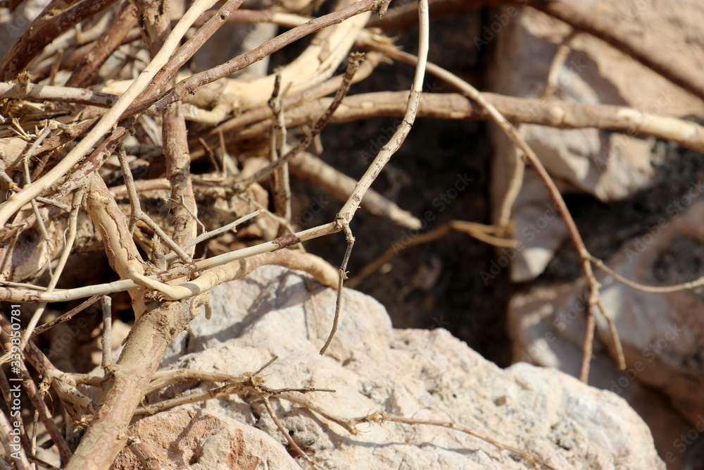 dry branches or plant roots intertwined creating a beautiful pattern of light and shadow on the huge stones of the southern coast of the countries on a sunny day dry branches or plant roots intertwined creating a beautiful pattern of light and shadow on the huge stones of the southern coast of the countries on a sunny day