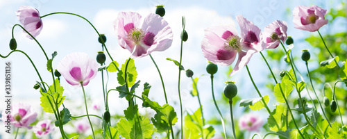Poppy flowers in a field. Poppies meadow
