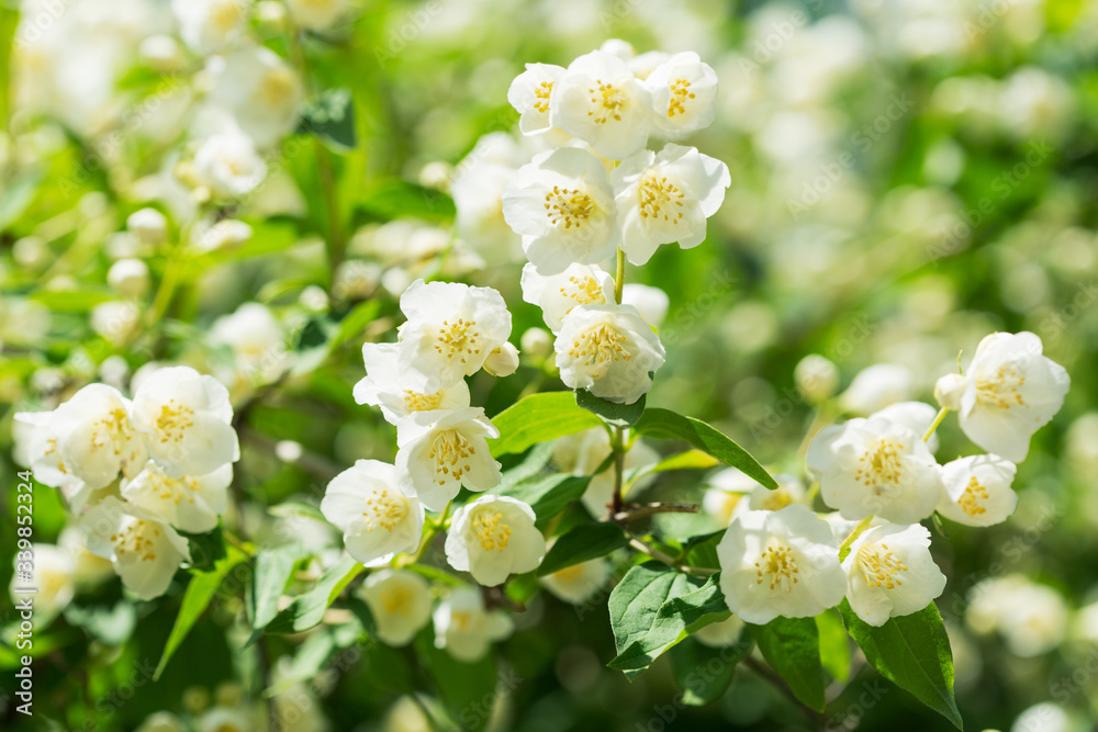 jasmine flowers in a garden jasmine flowers in a garden