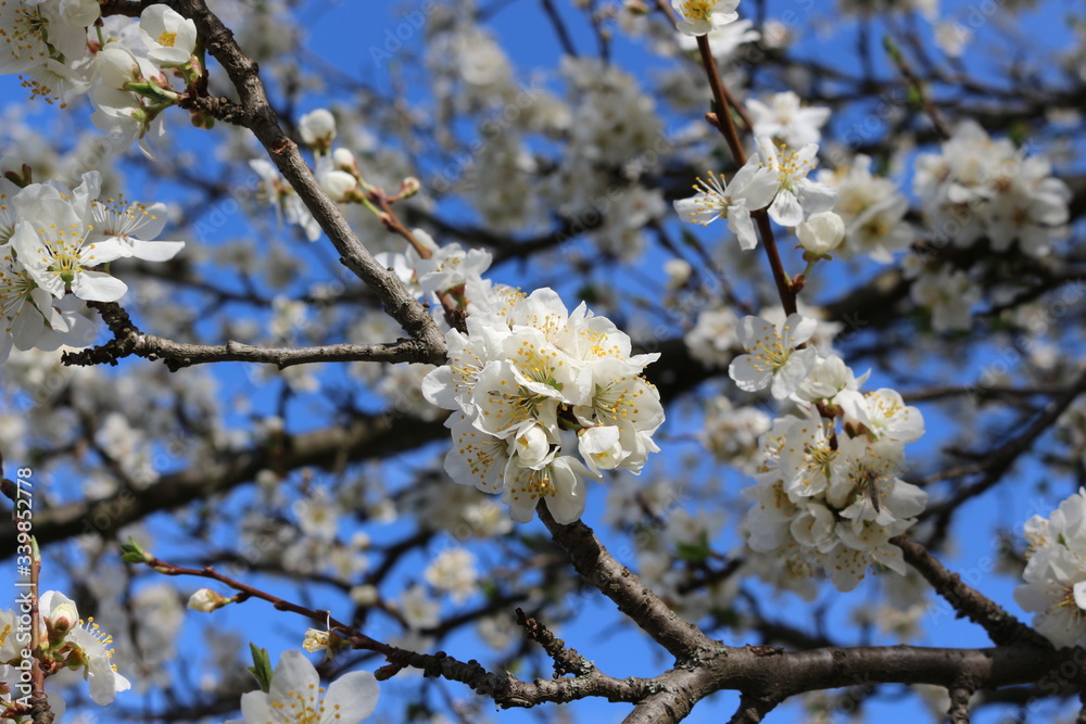 Snow-white flowers bloomed on cherry plum in early spring
Snow-white flowers bloomed on cherry plum in early spring