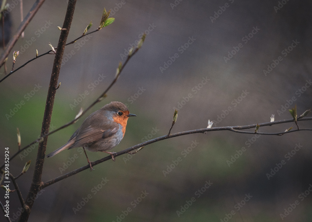 Fototapeta premium robin on branch