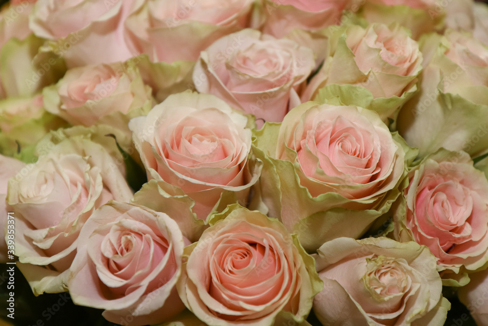 Obraz premium wedding bouquet with pink rose bush, as a background