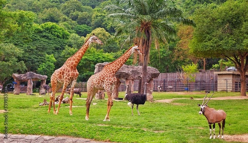 Photography A group of African wild animals living together in harmony at an open zoo in Thailand