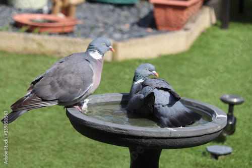 large pigeon bathing in a garden bird bath, sprading wing 