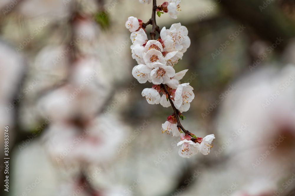 Nice white apricot spring flowers branch on blue sky background Nice white apricot spring flowers branch on blue sky background