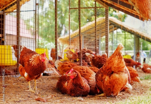 A group of chickens huddle together inside a barn,waiting to be fed.