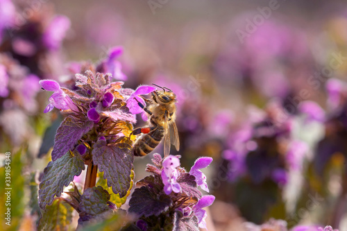 European honey bee (Apis mellifera) is the most common of the 7–12 species of honey bees worldwide. European honey bee on a purple flower Lamium purpureum.  photo