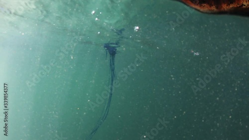 Jellyfish or Portuguese man o' war floating aside the Shipwreck of the Meisho Maru in South Africa, Underwater surface shot
