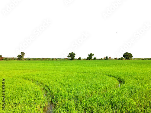 green field with hay bales isolated background