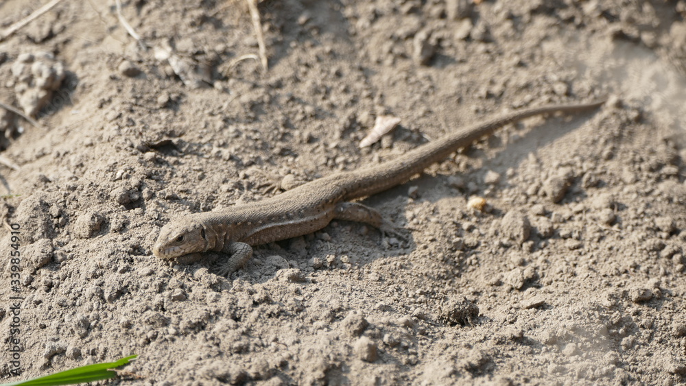 Lizard basking in warm soil. The reptile is small in size. Lizard basking in warm soil. The reptile is small in size.