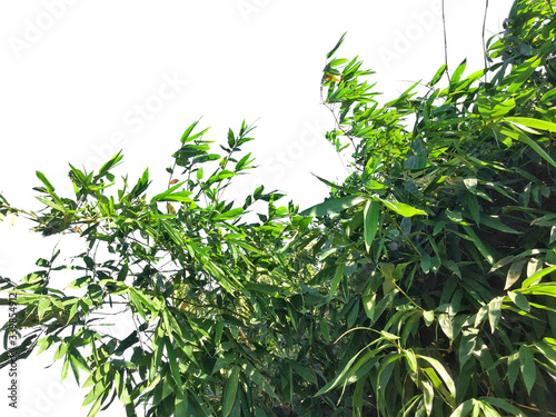 tree green leaves isolated background