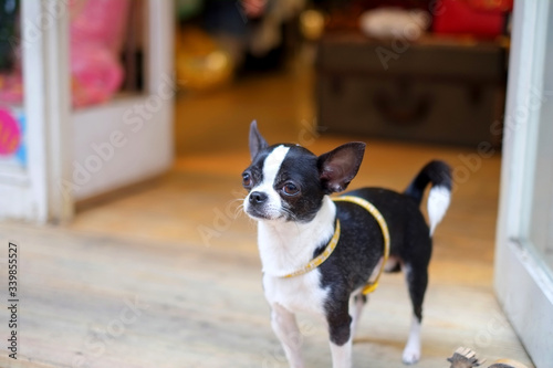 chihuahua puppy sitting in front the store