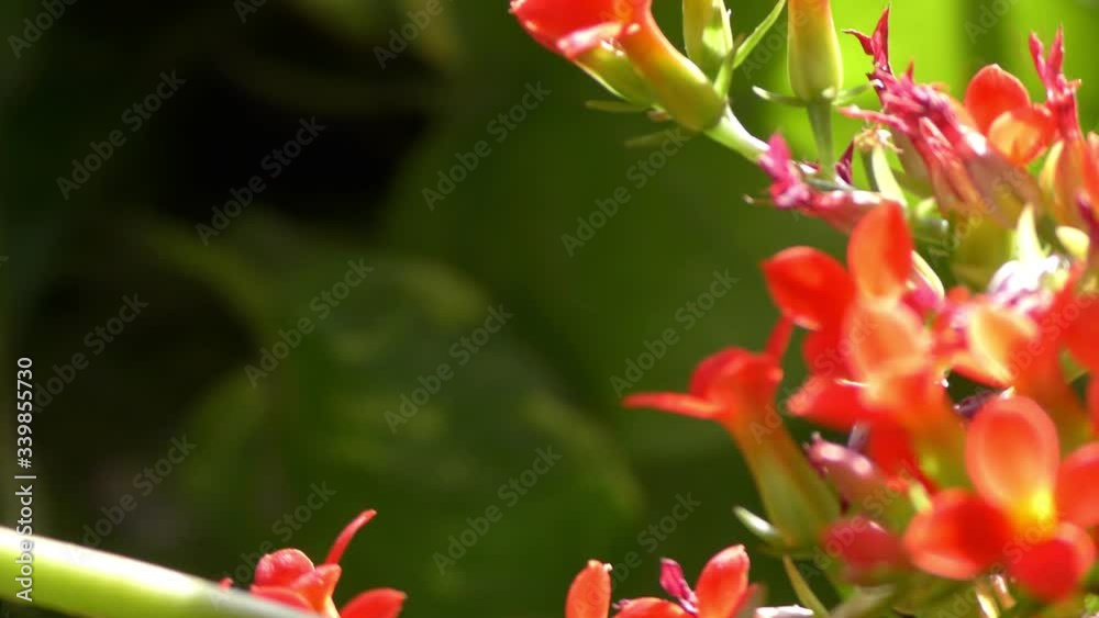 Beautiful red flowers on the small tree swaying with the wind