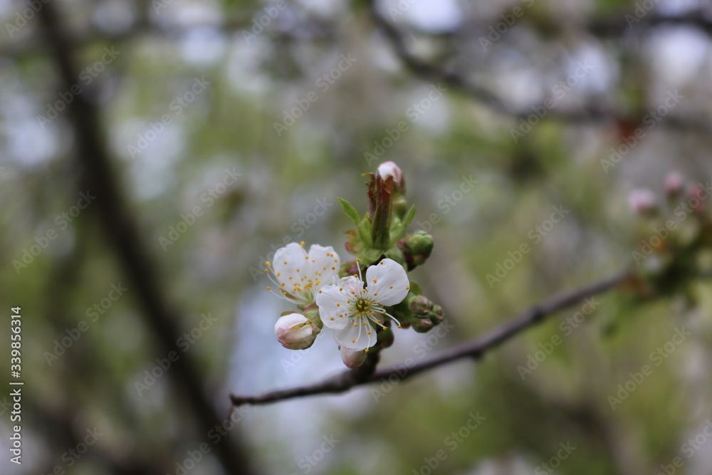 Snow-white flowers bloomed on cherry plum in early spring
Snow-white flowers bloomed on cherry plum in early spring