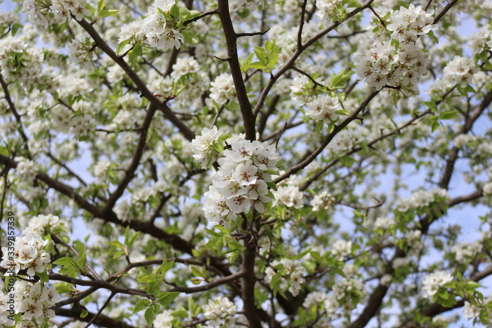 Snow-white flowers bloomed on pear tree in early spring. Snow-white flowers bloomed on pear tree in early spring.