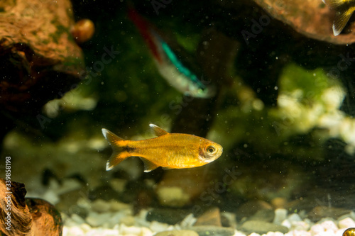 Foto a copper tetra fish swims in an aquarium against a background of driftwood, othe