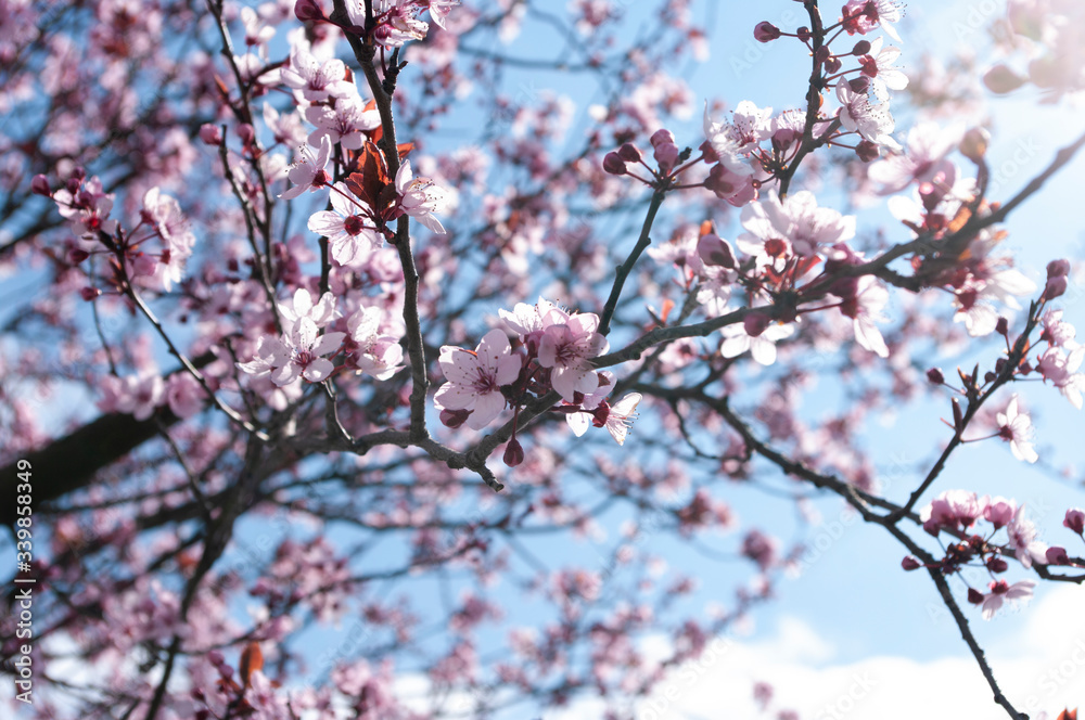 pink sakura flower,blue sky, sun light, season blooming, japan tree, floral background. pink sakura flower,blue sky, sun light, season blooming, japan tree, floral background.